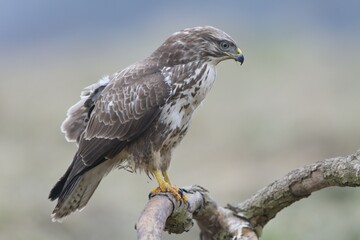 Buzzard (Buteo buteo)