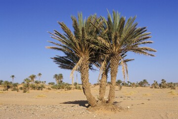 Palm tree Morocco