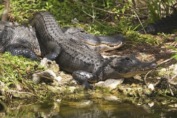 USA, Florida, 2 two alligators, North America