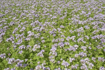 Phacelia Phacelia tanacetifolia used as organic fertilizer or green dung on a acre