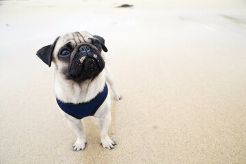 Young pug dog on the beach, wide-angle portrait, with sand on its nose