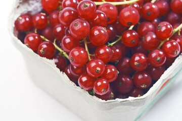 Red currants (Ribes rubrum)