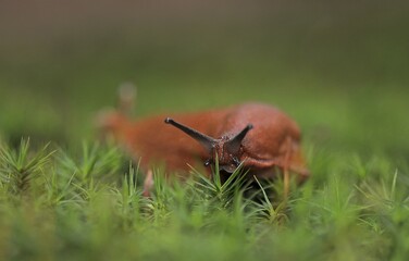 Red Slug (Arion rufus), slug in the forest