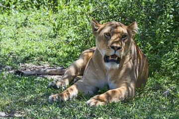 Lioness (Panthera leo) resting in the shade, Tanzania, Africa