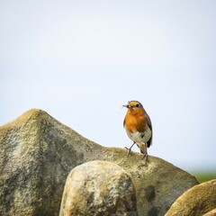 Robin bird in wildlife
