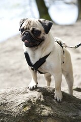Young pug standing on a rock