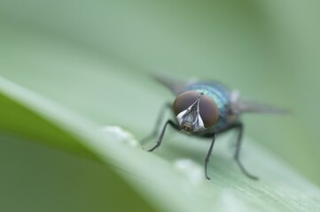 Greenbottle fly (Lucilia sp.), Haren, Emsland region, Lower Saxony, Germany, Europe