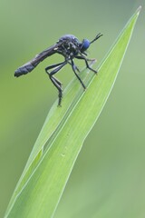Violet black-legged robber fly (Dioctria atricapilla), Haren, Emsland region, Lower Saxony,...