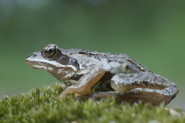 Moor frog (Rana arvalis), Emsland, Germany, Europe