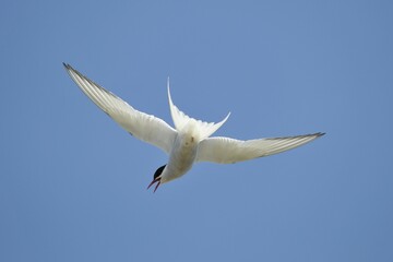 Arctic tern (Sterna paradisaea), Kria, Hellissandur, Iceland, Europe