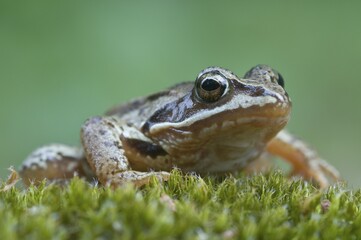 Moor frog (Rana arvalis), Emsland, Germany, Europe