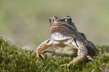 Moor frog (Rana arvalis), Emsland, Germany, Europe