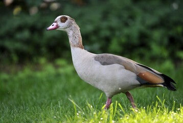 Egyptian Goose (Alopochen aegyptiacus)