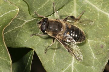 European hoverfly or Drone fly (Eristalis tenax), basking in sun, Untergroeningen, Baden-Wuerttemberg, Germany, Europe