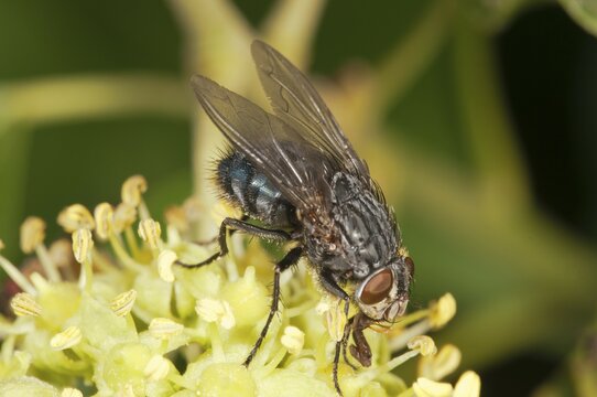 Blowfly (Calliphora sp.), on an ivy flower, Untergroeningen, Baden-Wuerttemberg, Germany, Europe
