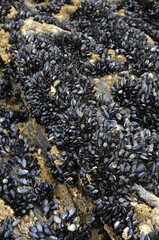 Mussels (Mytilus) on a rock on the coast of Newquay, Cornwall, England, United Kingdom, Europe