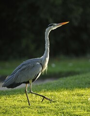 Grey Heron (Ardea cinerea) on meadow in threatening pose, Stuttgart, Baden-Wuerttemberg, Germany, Europe