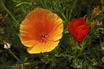 Fototapeta premium Flowering Iceland poppies (Papaver nudicaule) with rain drops
