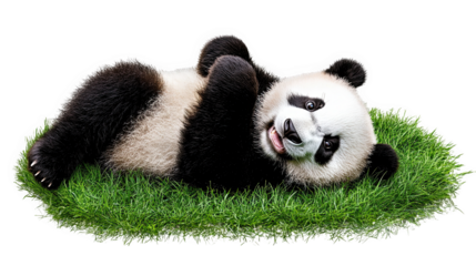 Cute panda lying on the grass, playful and cheerful, against a white isolated background.