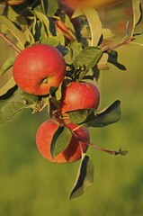 Red apples (Malus domestica) growing on a tree