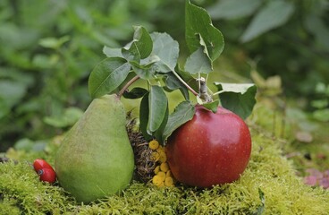 Pear and apple, autumnal still life