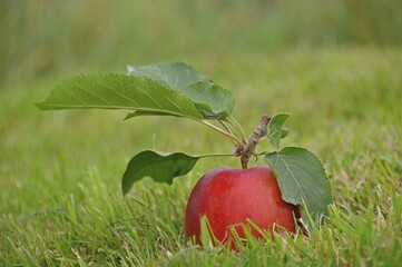 Red apple lying on the grass