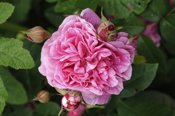 Obraz premium Pink flower and buds, Rose (Rosa)
