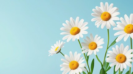 Fototapeta premium Bright White Daisies Displayed Against a Soft Blue Background in Natural Light