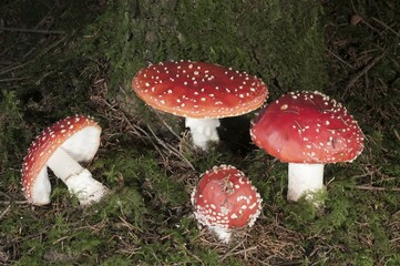 Fly Agaric (Amanita muscaria), Untergroeningen, Baden-Wuerttemberg, Germany, Europe
