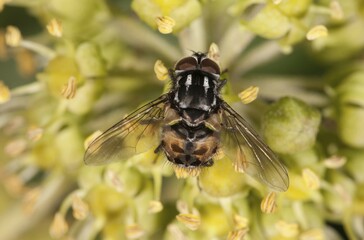 Noon Fly (Mesembrina meridiana) on flowering ivy, Untergroeningen, Baden-Wuerttemberg, Germany, Europe