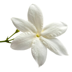 Jasmine flower isolated on transparent background