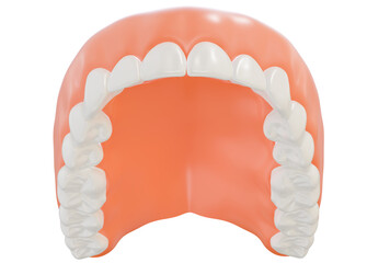 Detailed 3D model of maxillary dentition, transparent background. Ideal for medical, educational, and forensic projects.