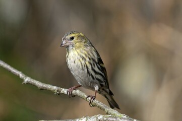 Siskin (Carduelis spinus), female, Untergroeningen, Baden-Wuerttemberg, Germany, Europe