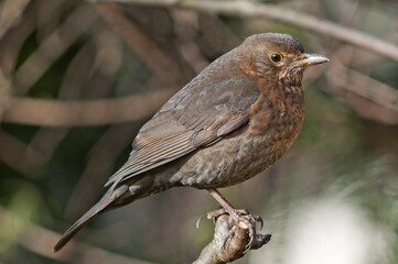 Blackbird (Turdus merula), female, Untergroeningen, Baden-Wuerttemberg, Germany, Europe