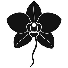 orchid isolated on white