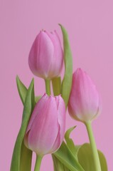Pink Tulips (Tulipa)
