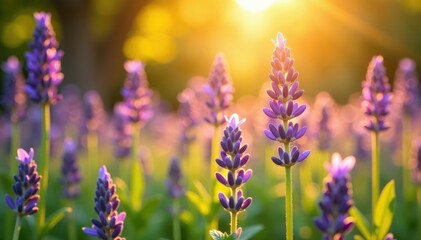 Obraz premium Delicate lavender blooms in a sunny golden light, field, nature, autumn leaves