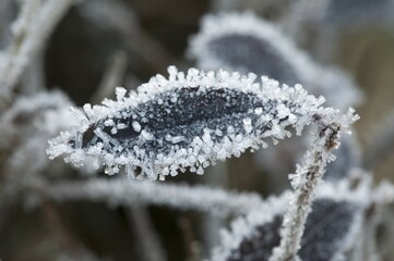 Privet (Ligustrum vulgare), leaf covered with hoar frost, Untergroeningen, Baden-Wuerttemberg,...