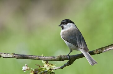 Marsh Tit (Parus palustris), Untergroeningen, Baden-Wuerttemberg, Germany, Europe