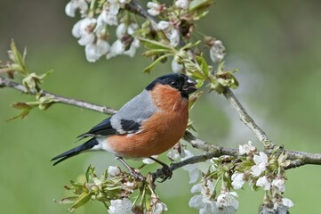 Bullfinch (Pyrrhula pyrrhula), male on a blossoming cherry tree, Untergroeningen, Baden-Wuerttemberg, Germany, Europe