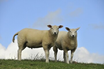 Two sheep on a dyke, Soehnke Nissen Koog, North Frisia, Schleswig-Holstein, Germany, Europe