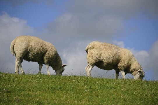 Two sheep on a dyke, Soehnke Nissen Koog, North Frisia, Schleswig-Holstein, Germany, Europe