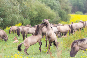 wild konik horses fighting in Netherlands nature reserve © andrewbalcombe