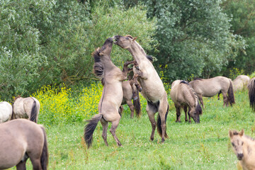 wild konik horses fighting in Netherlands nature reserve © andrewbalcombe