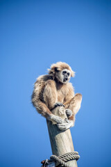 The white-handed gibbon (Hylobates lar) produces loud, melodic calls, which are often heard in the early morning. These calls serve to mark territory, strengthen social bonds, and attract mates.