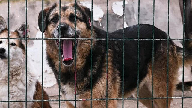 Dog in animal shelter. Dog looking over the fance.