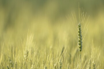Fototapeta premium Field of Barley (Hordeum vulgare), Waiblingen, Germany, Europe