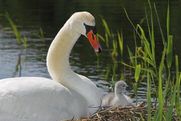 Mute Swan with cygnet (Cygnus olor) on nest, Germany, Europe