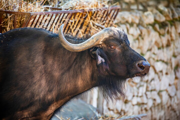 The closeup image of african buffalo. 
it is a large Sub-Saharan African bovine. 
They are widely regarded as among the most dangerous animals on the African continent.