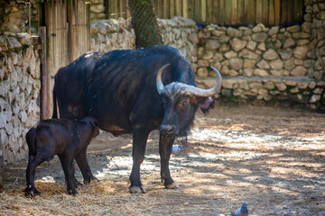 The African buffalo calf is suckling. it is a large Sub-Saharan African bovine.  They are widely regarded as among the most dangerous animals on the African continent. © Danny Ye